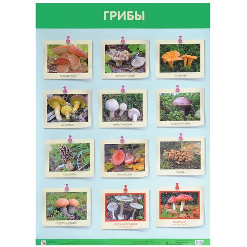 Плакат Мозаика-Синтез Развивающие плакаты. Грибы, 5 шт. плакат мозаика синтез развивающие плакаты воздушный транспорт