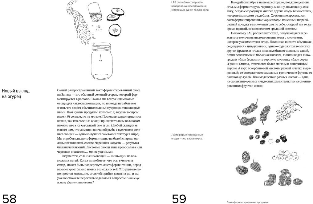 Гид по ферментации от ресторана Noma - фото №5