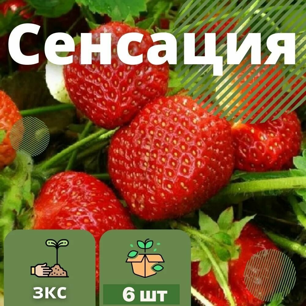 Клубника Сенсация 6 штук саженцев в кассетах