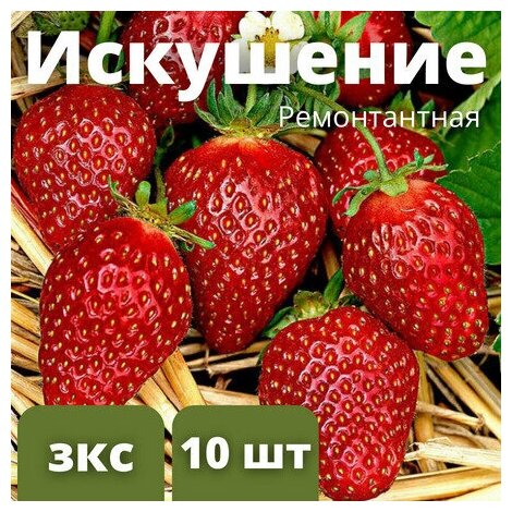 Клубника "Искушение" ремонтантная 10 штук саженцев