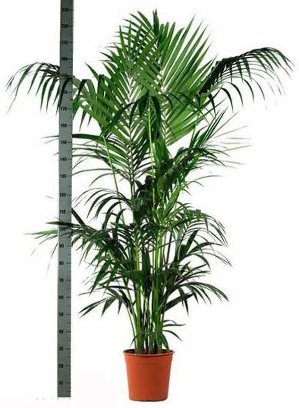 Пальма Ховея Форстера - Howea Forsteriana D30 H240