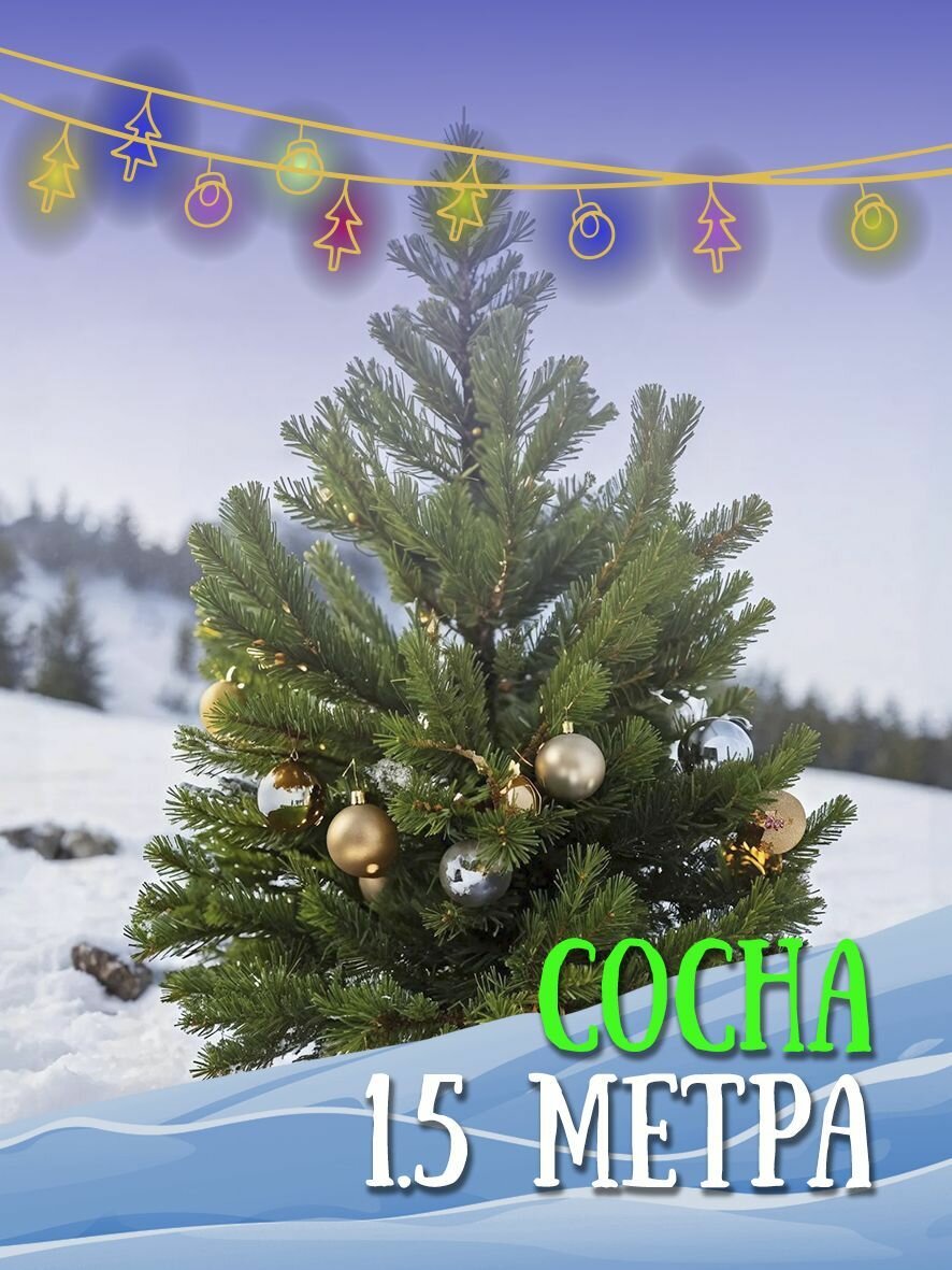 Сосна (живая ёлка, срезанная) 1.5м, Живые ели, сосны стояли