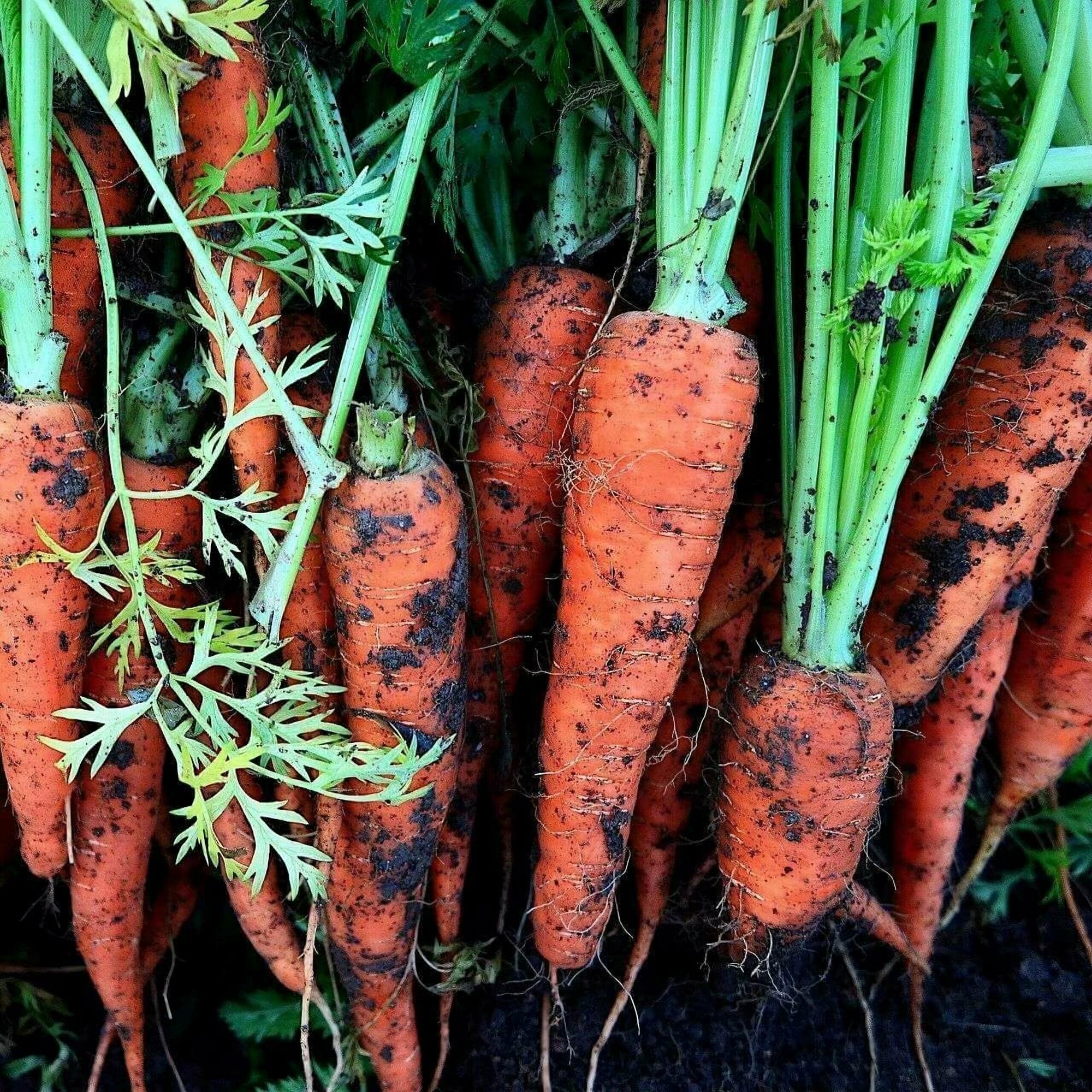 Удобрение универсальное "Сударушка", 2 шт по 60 г. Подкормка для моркови, картофеля, свеклы и других овощных культур, стимулирует рост корнеплодов - фотография № 2