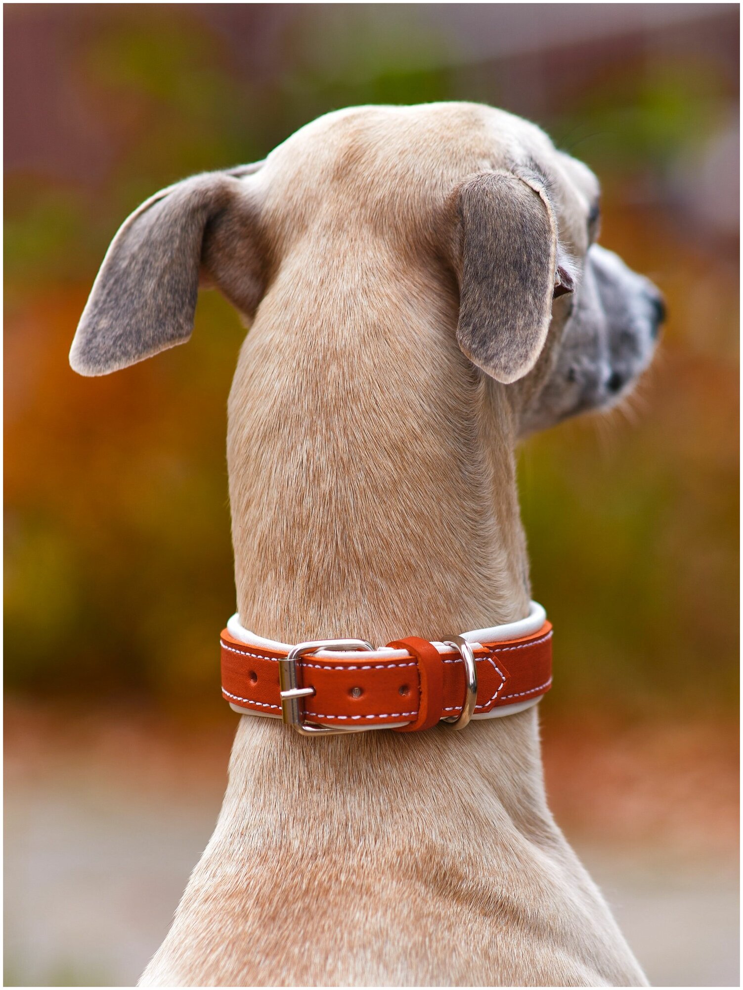 Кожаный ошейник для собак / Оранжевый 40 см / Обхват шеи 30-37 см - фотография № 3