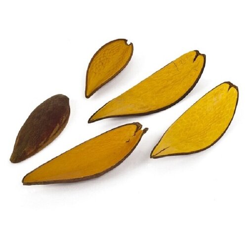 Сухоцвет каноина желтые 15см-20см, 5 шт. в упаковке, для декора