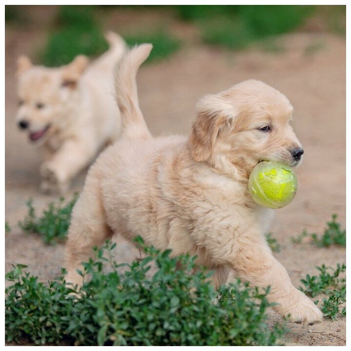 Игрушка для собак"Мяч теннис-косточки 2 в 1",TPR+винил,7,5 см, прозрачная/желтая неон Пижон 7883207 . - фотография № 9
