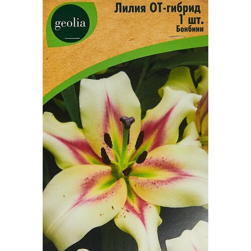 Лилия Geolia от-гибрид Бонбини лилия априкот фьюдж от гибрид