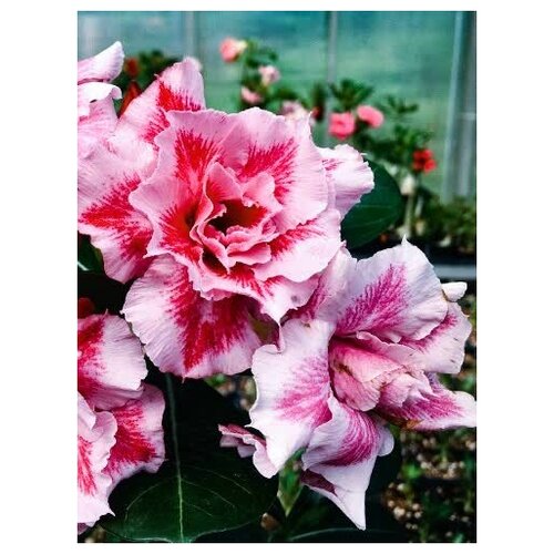 Адениум Ying Ning, суккулент цветущий для дома, живое растение в горшке, 7 см