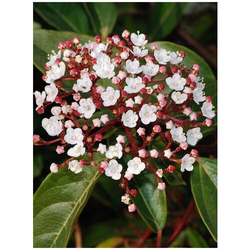 Семена Калина лавролистная (Viburnum tinus), 15 штук семена калина ичанская viburnum ichangense 20 штук