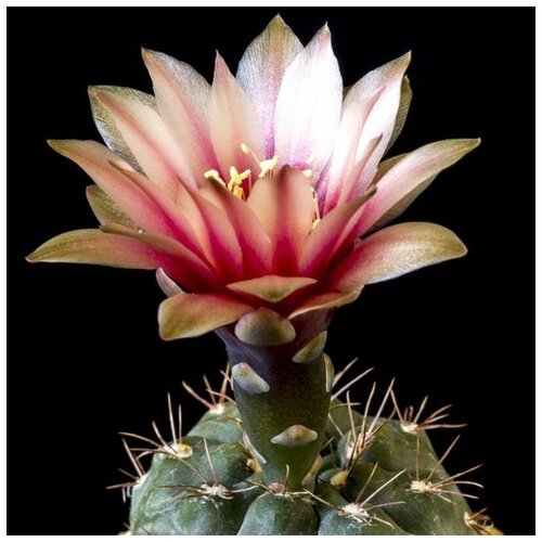 Семена Орешка Суккулент Кактус Gymnocalycium terweemeanum 10 шт. семена орешка суккулент кактус gymnocalycium riojense ssp paucispinum v platygonum vg 065 10 шт