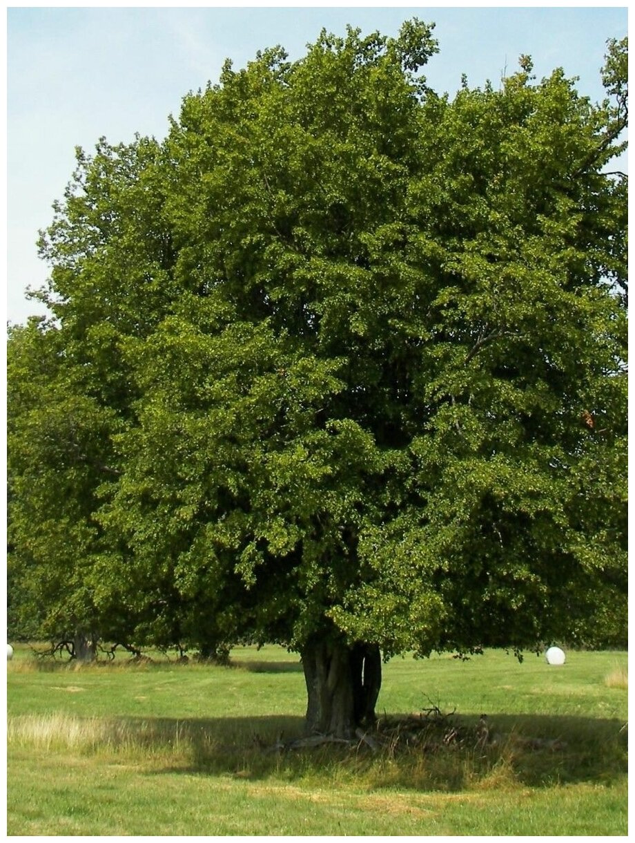 Семена Граб остроплодный (Carpinus oxycarpa) 15 штук