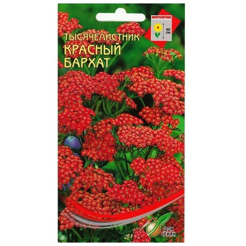 семена цветов тысячелистник ахиллея 250 шт Семена цветов Тысячелистник Ахиллея 250 шт 8 упаковок