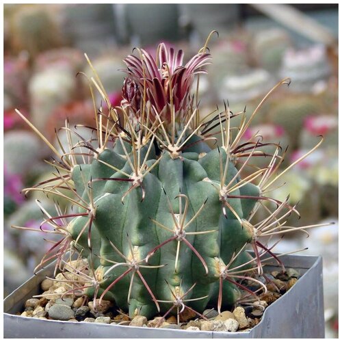 Семена Орешка Суккулент Кактус Glandulicactus uncinatus VM-348 10 шт. семена орешка суккулент кактус hamatocactus hamatocanthus v papyracanthus vm 230 10 шт