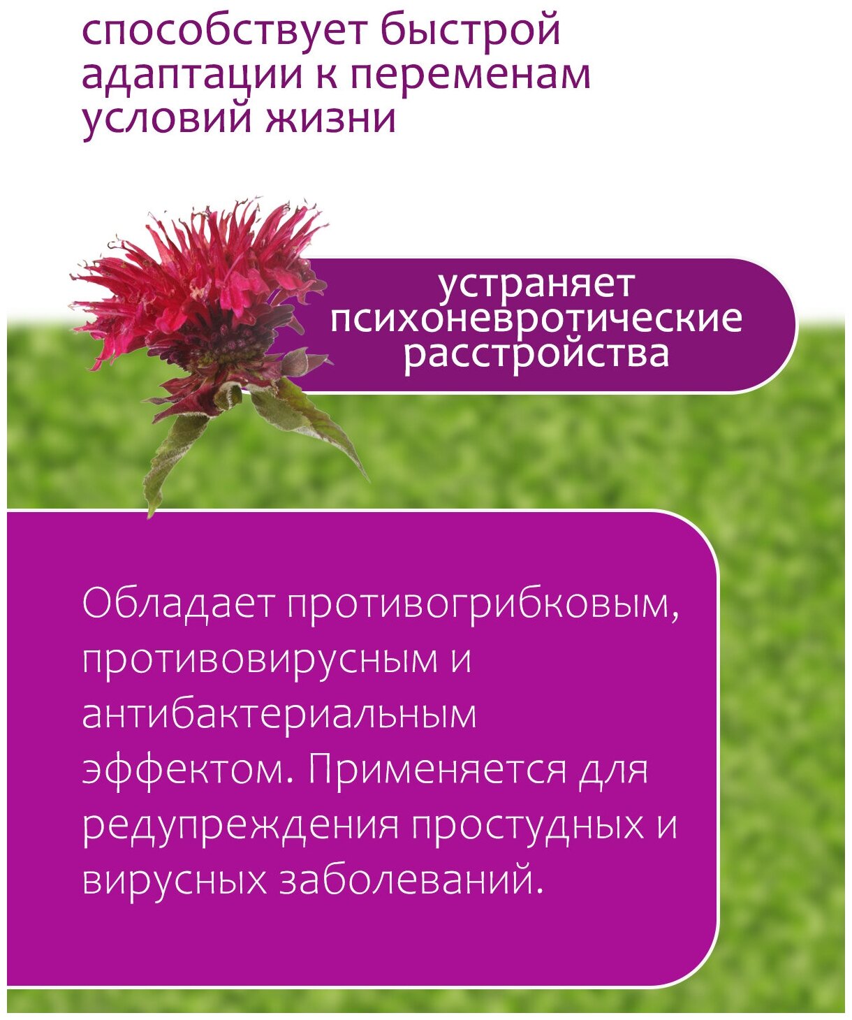 Эфирное масло монарды для ногтей (от грибка), для волос (от перхоти), 10 мл