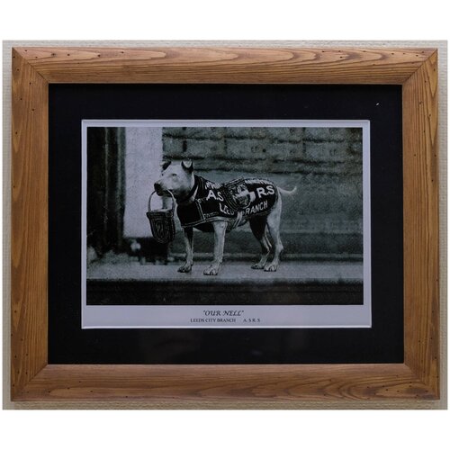 Фото 30-х годов прошлого века. Собака, сборщик пожертвований, в рамке, 19.5см на 14см, Лот №3600