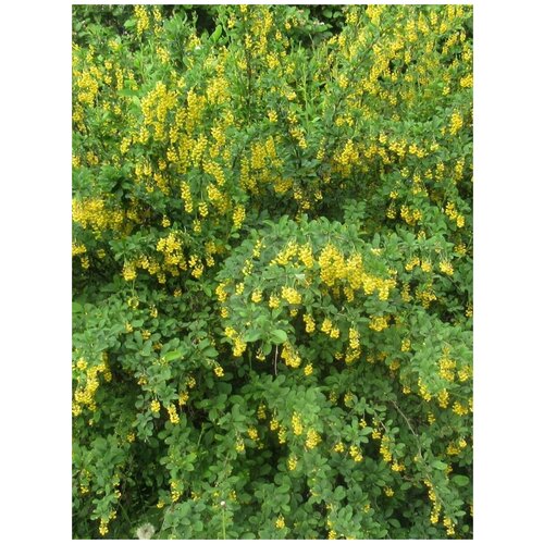 Семена Барбарис обыкновенный (Berberis vulgaris), 15 штук