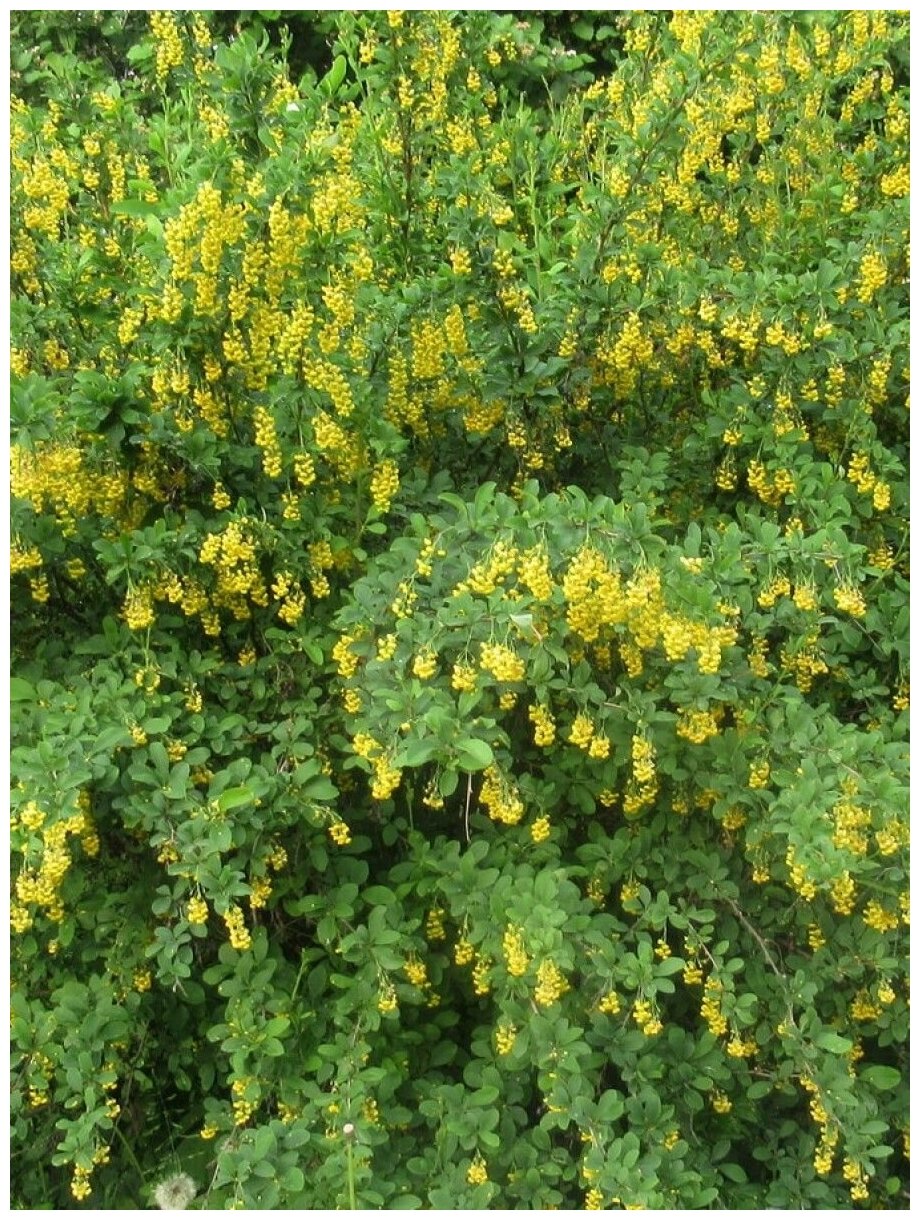 Семена Барбарис обыкновенный (Berberis vulgaris) 15 штук