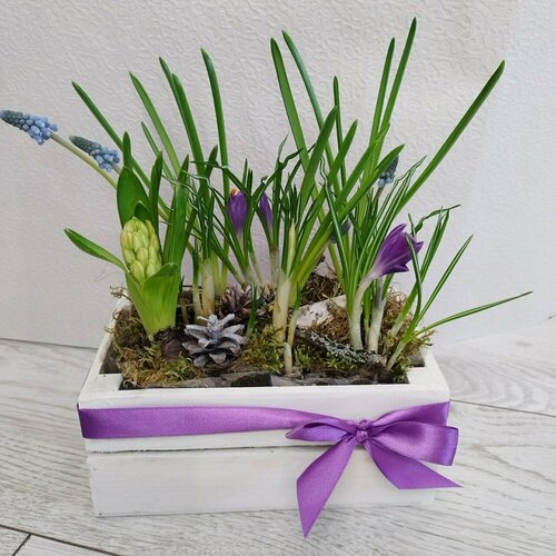 Крокусы в белом ящичке