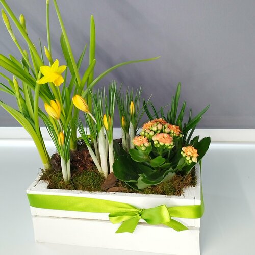 Первоцветы в белом ящичке