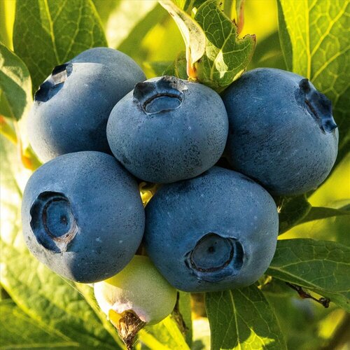 Голубика Либерти