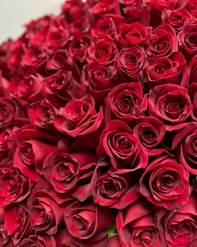 Изображение товара Букет живых цветов "Эквадорская роза" NURA FLOWERS, 101 цветок, высота 110 см, авторский, на стеблях