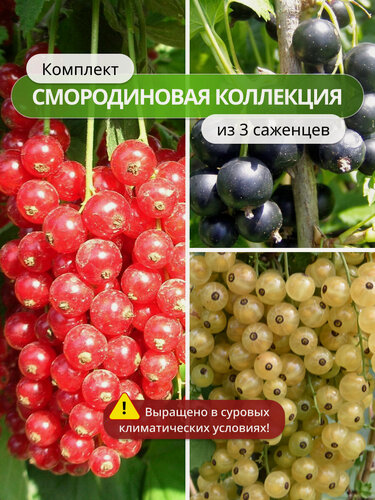 Изображение товара Комплект "Смородиновая коллекция" из 3 сортов / смородины морозостойкой