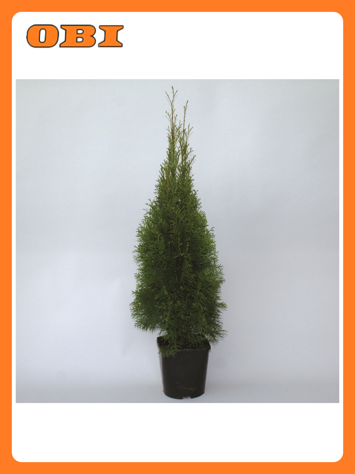 Туя западная 