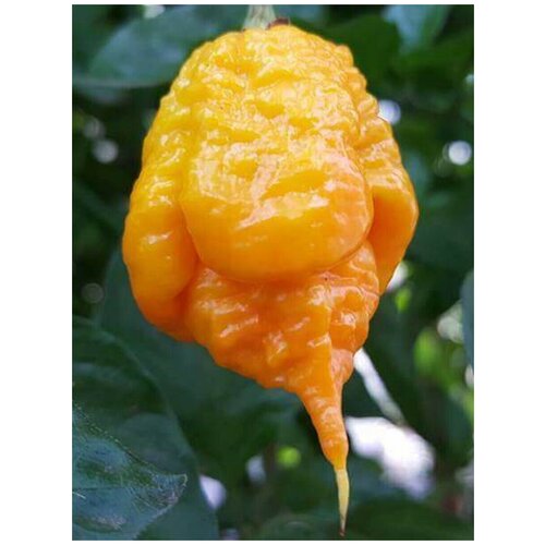 Семена Острый перец Carolina Reaper yellow (Каролина Рипер жёлтый), 5 штук