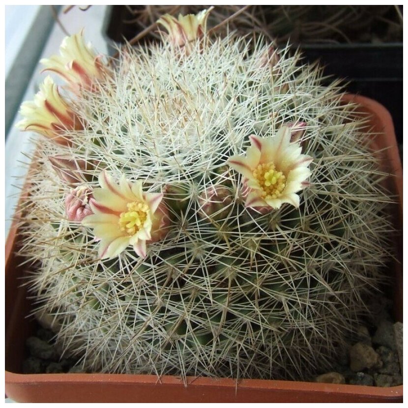 Семена Орешка Суккулент Кактус Mammillaria grusonii v. longispina 10 шт.