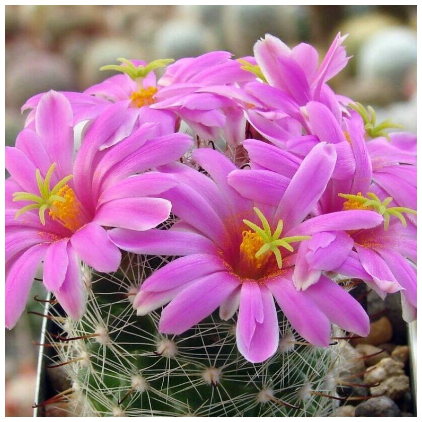 Семена Орешка Суккулент Кактус Mammillaria boolii 10 шт.