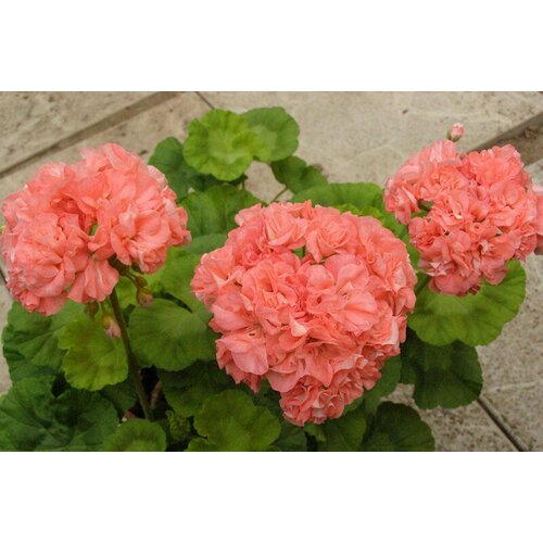 Семена Пеларгония зональная Вина 4 шт 1 упаковка