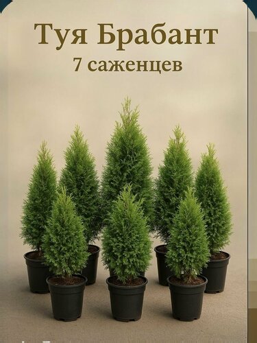 Изображение товара Туя Брабант, живая изгородь, быстрая посадка, круглогодичная посадка