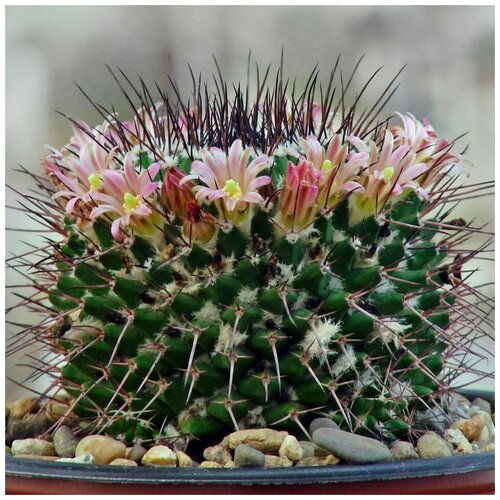 Семена Орешка Суккулент Кактус Mammillaria multiseta Rep-842 10 шт.