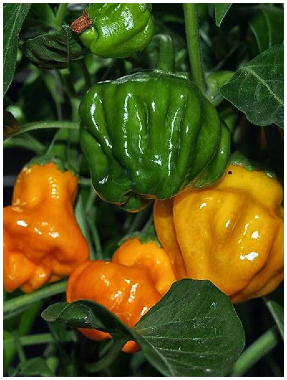 Семена Острый перец Jamaican hot orange (Ямайский оранжевый), 5 штук