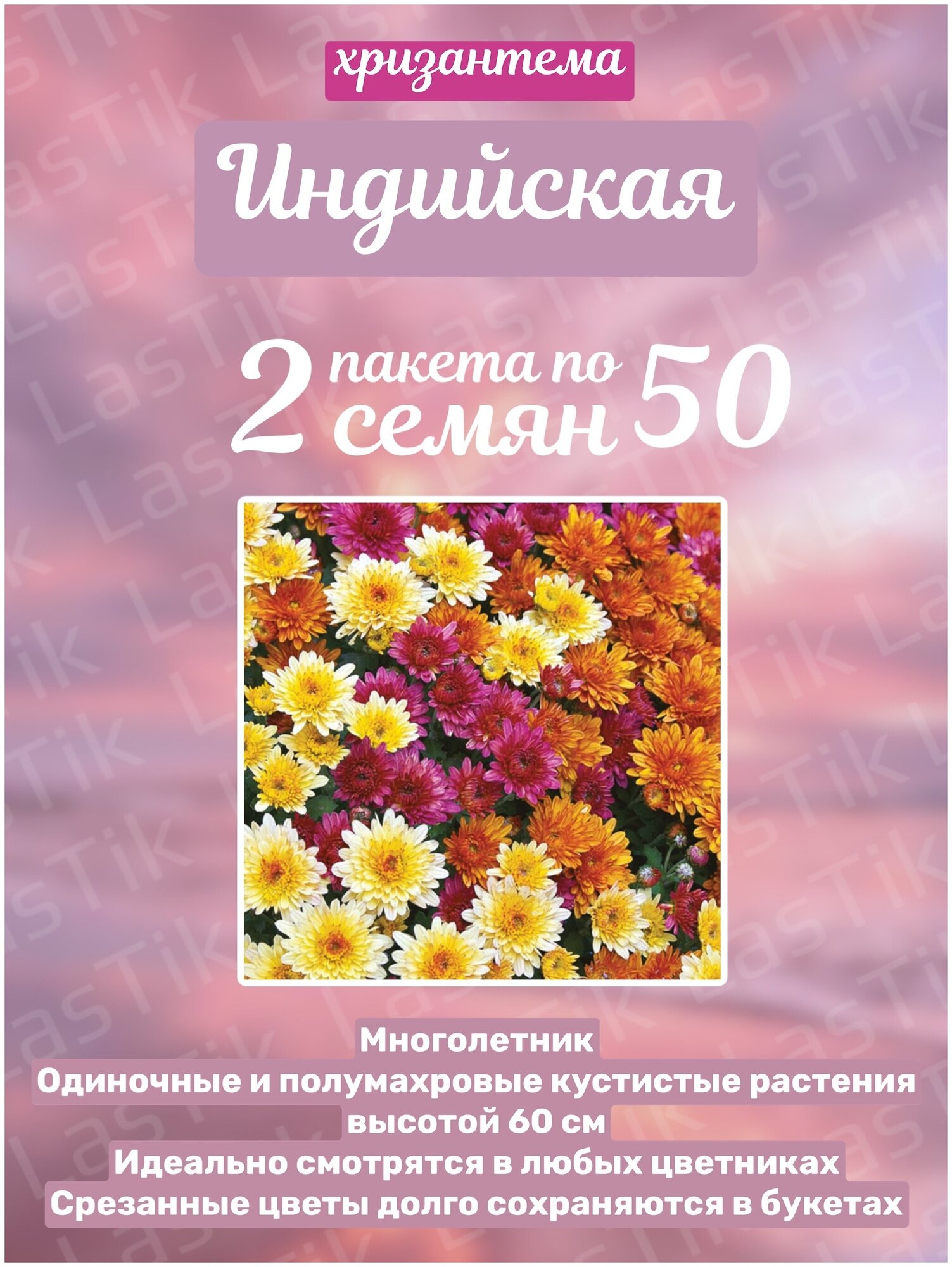 Цветы Хризантема индийская Индикум смесь 2 пакета по 50шт семян