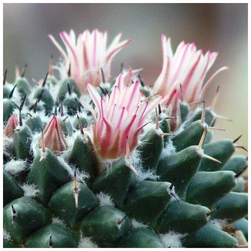 Семена Орешка Суккулент Кактус Mammillaria pseudocrucigera P-491 10 шт.