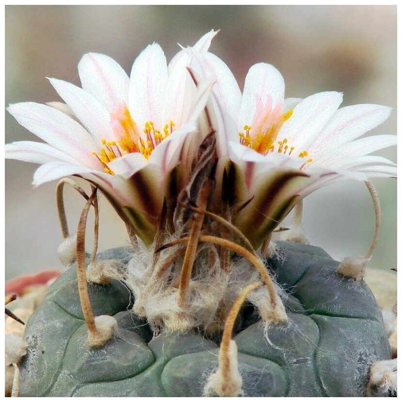 Семена Орешка Суккулент Кактус Turbinicarpus polaskii 10 шт.