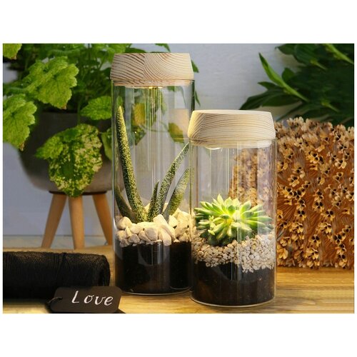 Стеклянный цилиндр для флорариума с верхней подсветкой Стакан для чудес 18 см 4 SEASONS 2989₽