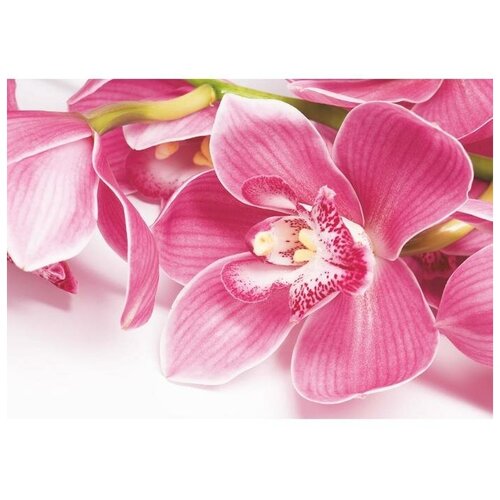 Фотообои Орхидея (4 листа) 200*140 см фотообои орхидеи х 5 премиум 194 136см 4 листа