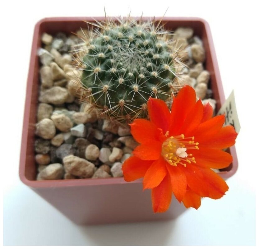 Семена Орешка Суккулент Кактус Rebutia ithyacantha L-350 10 шт.