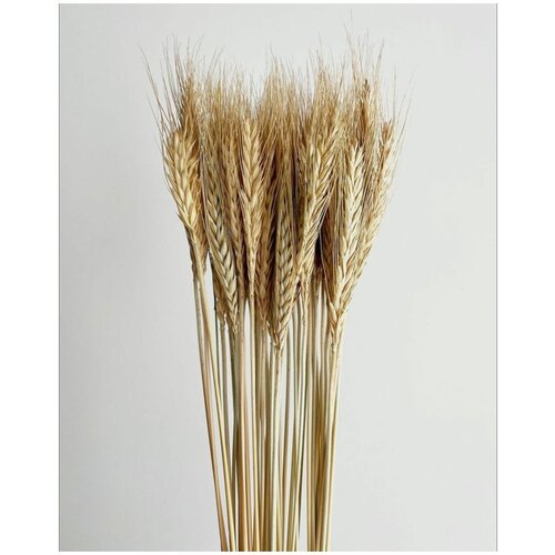 Пшеница сухоцвет 60шт