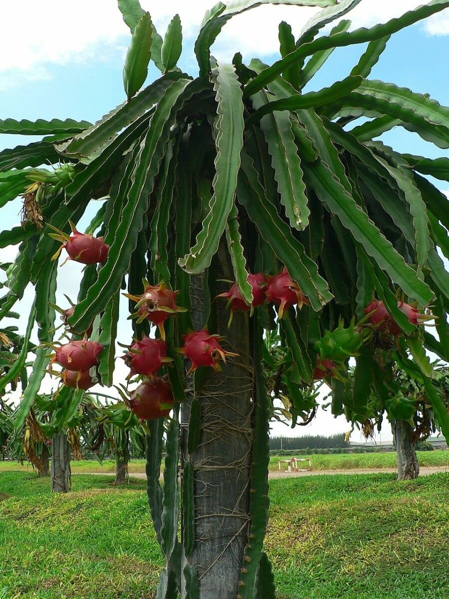 Семена Питахайя красная белая мякоть (Hylocereus undatus), 10 штук