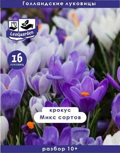 Крокус микс 16 луковиц, Голландия, разбор 10+