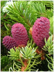 Семена Ель аянская (Picea jezoensis), 20 штук