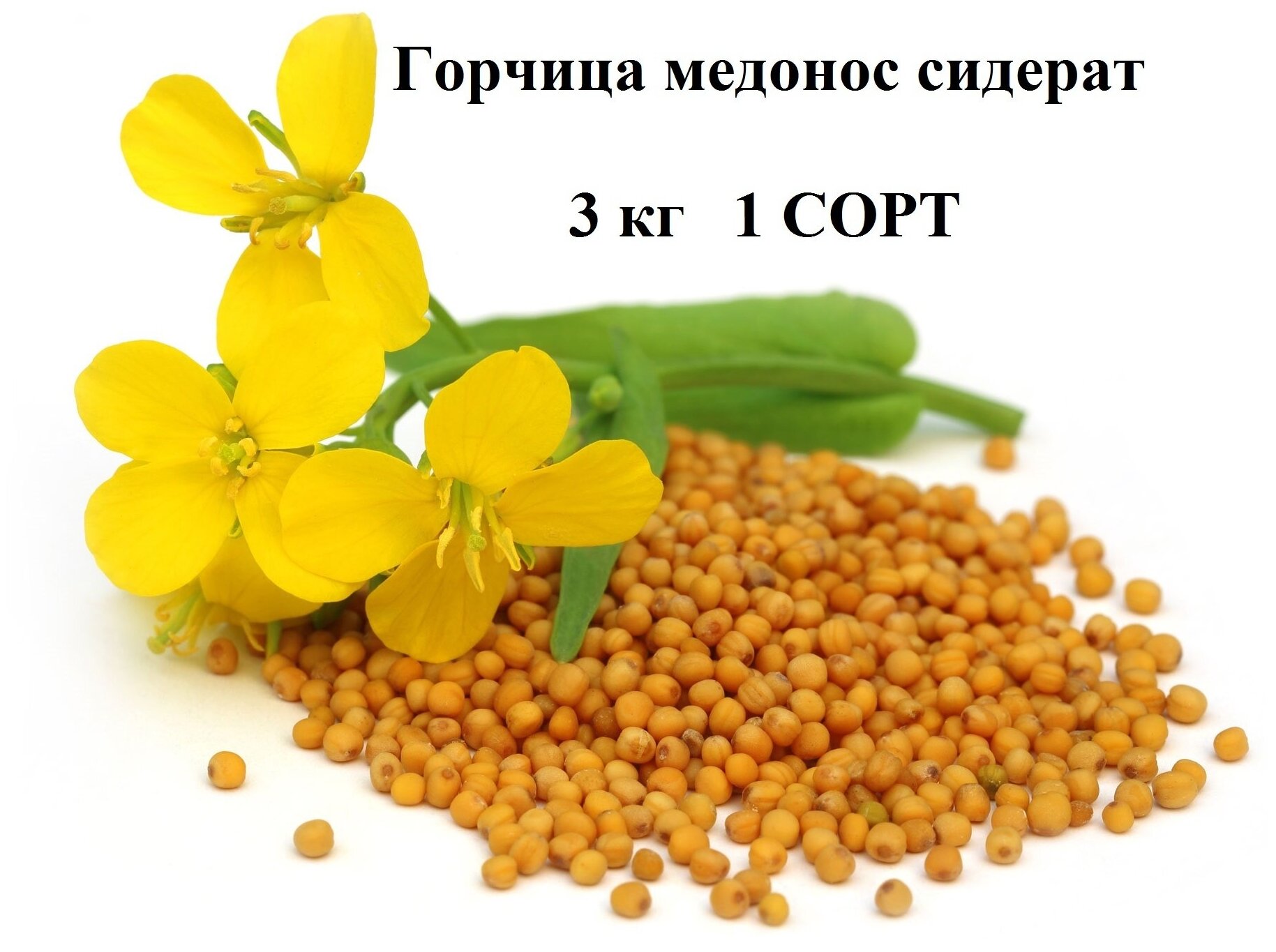 Сидерат Горчица желтая медонос 3 кг / 1 сорт всхожесть полная