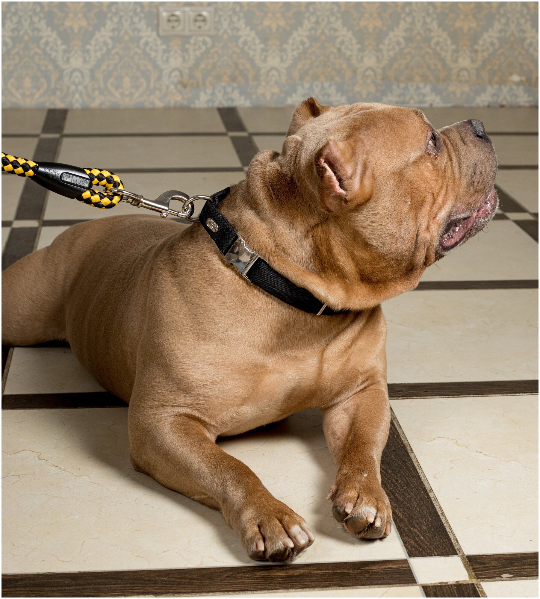 Воздушный ошейник Japan Premium Pet для активных и серьёзных собак, размер M (цвет: чёрный)