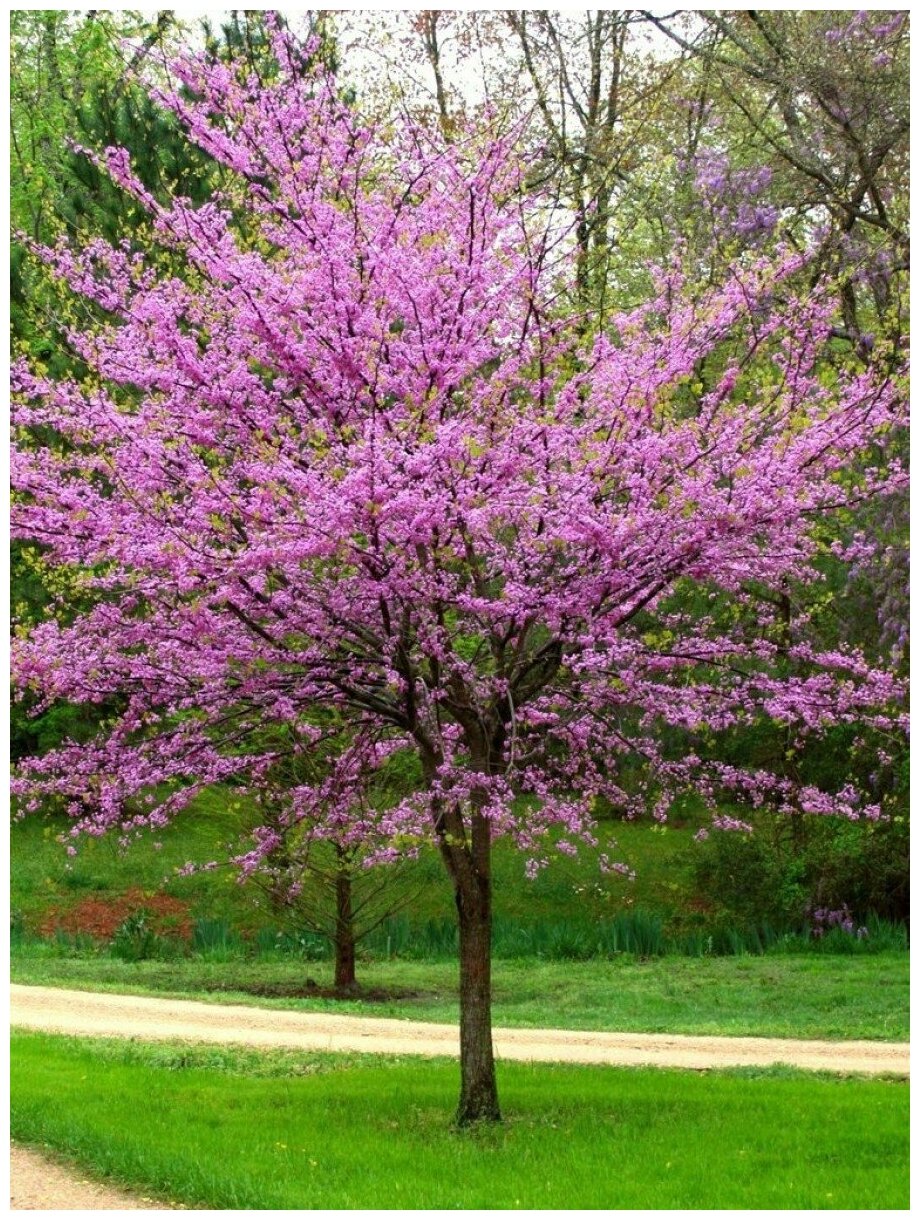 Семена Багрянник европейский (Cercis siliquastrum), 20 штук