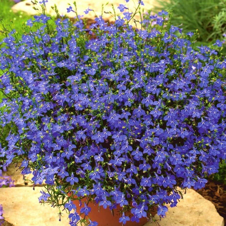 Лобелия Сапфир (семена, 0,05 гр.),