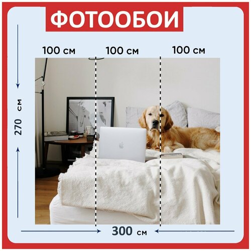 Фотообои Собака золотистый ретривер ноутбук 300x270 см флизелиновыена стену 3960₽