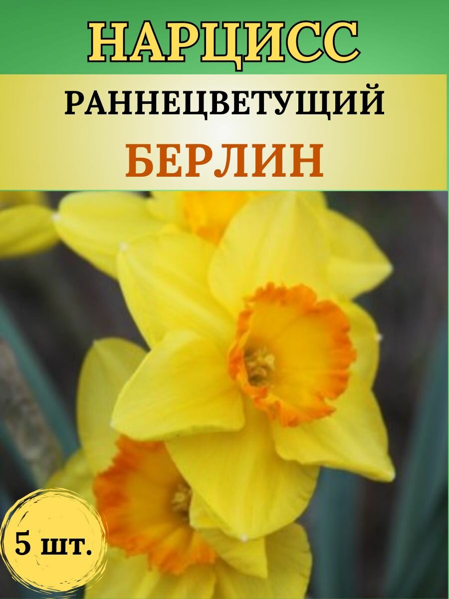 Нарциссы луковицы многолетние цветы 5 штук